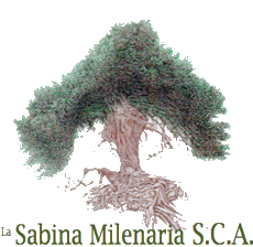 La Sabina Milenaria